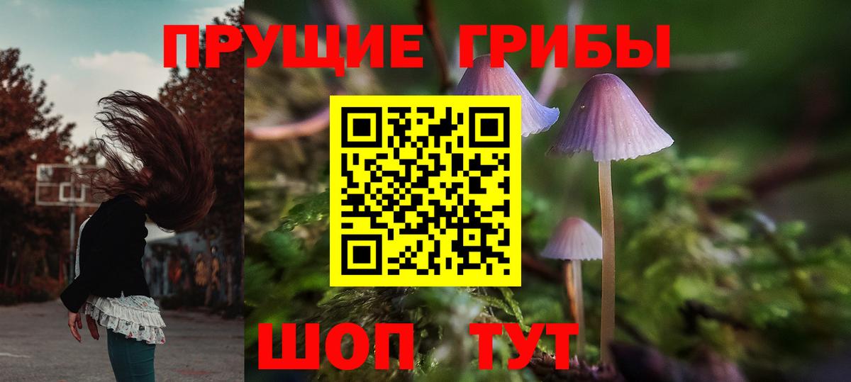 Псилоцибиновые грибы Psilocybe Ноябрьск